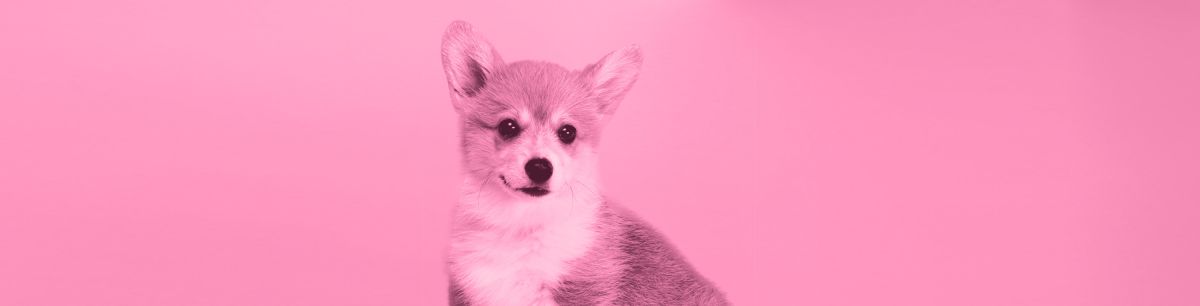 CBD Dosage for Small Dog Breeds