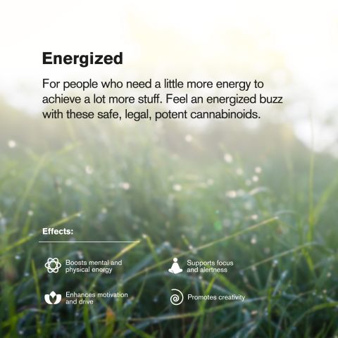 Frozen Lemonade Flower - THCA - Sativa - Thumbnail 7