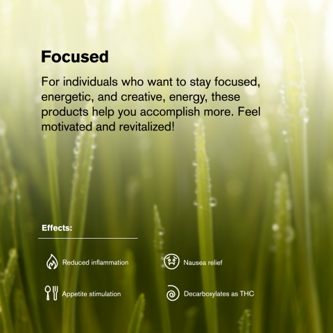 1.5g Jack Herer King Size Pre-Roll - Sativa - THCA - 1 Joint - Thumbnail 8