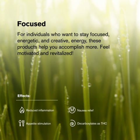 0.5g Chocolope Mini Pre-Roll - Sativa - THCA - 5 Joints - Thumbnail 9