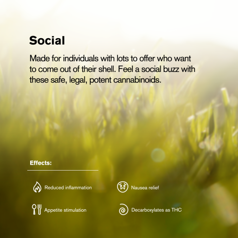 0.5g Maui Wowie Mini Pre-Roll - Sativa - THCA - 5 Joints - Thumbnail 9