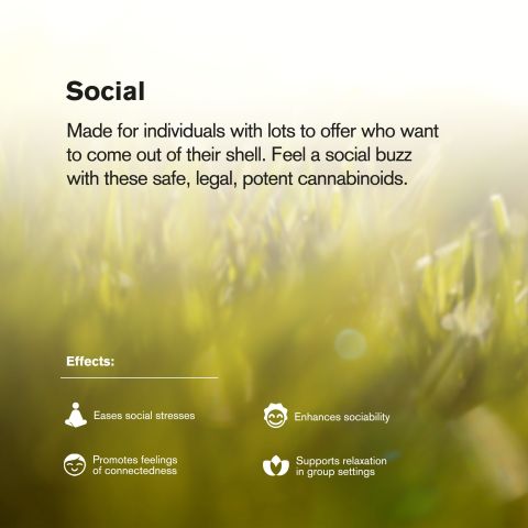 1.5g Silver Haze King Size Pre-Roll - Sativa - THCA - 5 Joints - Thumbnail 9