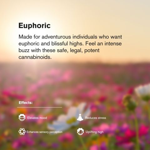 6mg THCP Gummies - Blueberry - Thumbnail 8