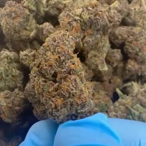 Candy Gelato Flower - THCA - Hybrid - Video Thumbnail 1