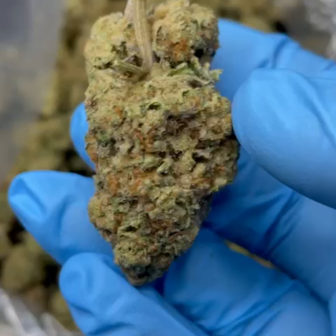 Geladosi Flower - THCA - Indica - Video Thumbnail 1