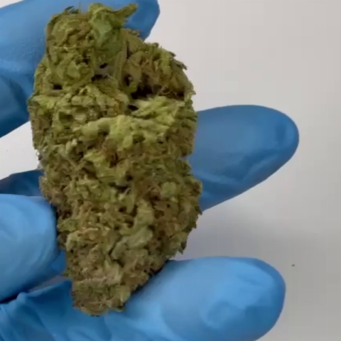 Jealousy Flower - THCA - Hybrid - Video Thumbnail 1