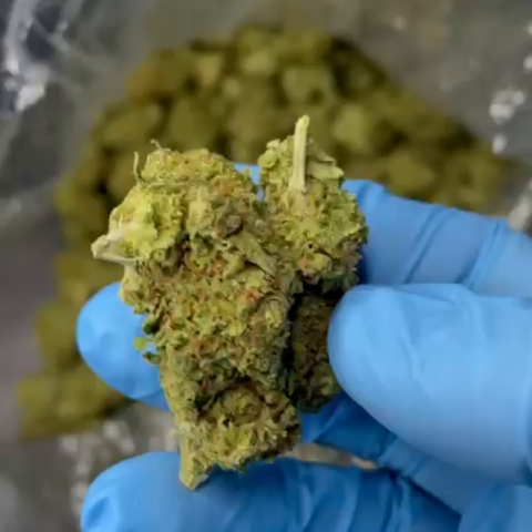 Jet Fuel Gelato Flower - THCA - Sativa - Video Thumbnail 1