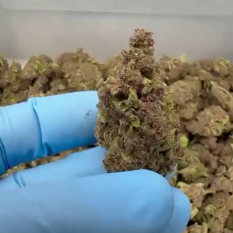 Frozen Lemonade Flower - THCA - Sativa - Video Thumbnail 1