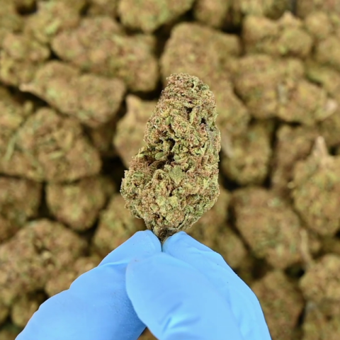 Pink Rozay Flower - THCA - Indica - Video Thumbnail 1