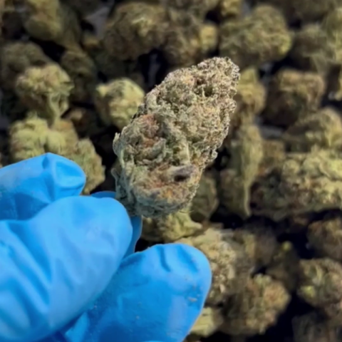 Sunset x Gushers Flower - THCA - Hybrid - Video Thumbnail 1