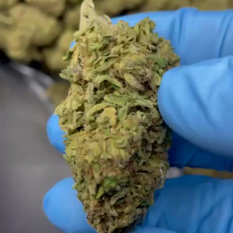 Tropicana Flower - THCA - Sativa - Video Thumbnail 1